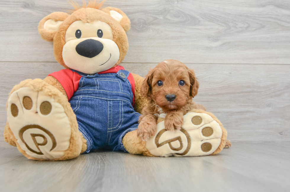 5 week old Cavapoo Puppy For Sale - Premier Pups