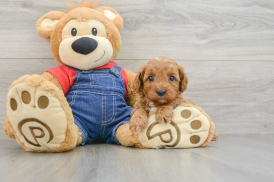 Cavapoo Pup Being Cute