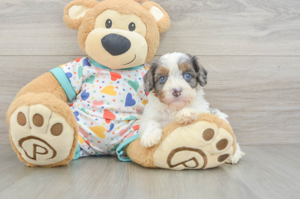 6 week old Cavapoo Puppy For Sale - Premier Pups