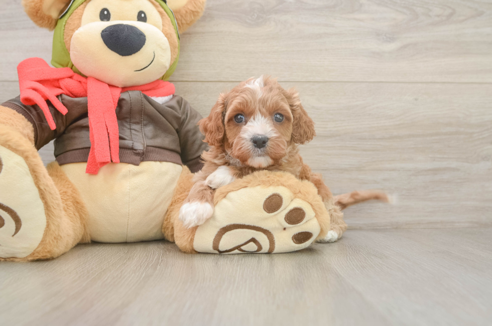 5 week old Cavapoo Puppy For Sale - Premier Pups