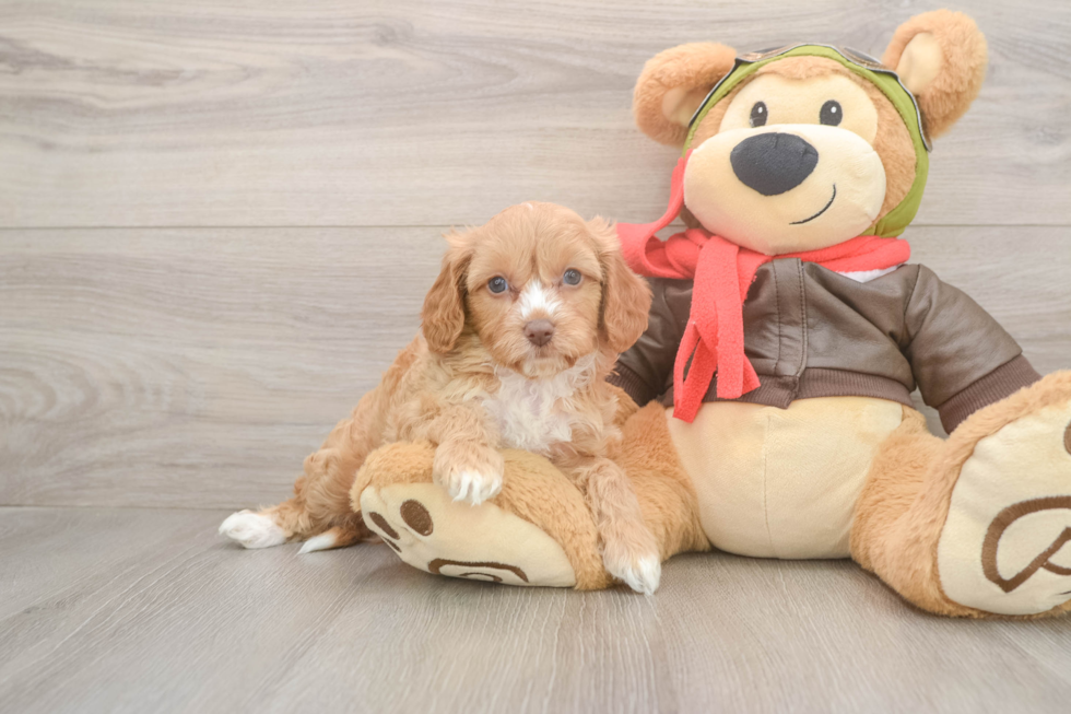 Cavapoo Puppy for Adoption