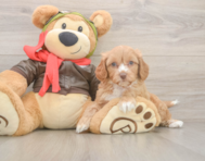 7 week old Cavapoo Puppy For Sale - Premier Pups