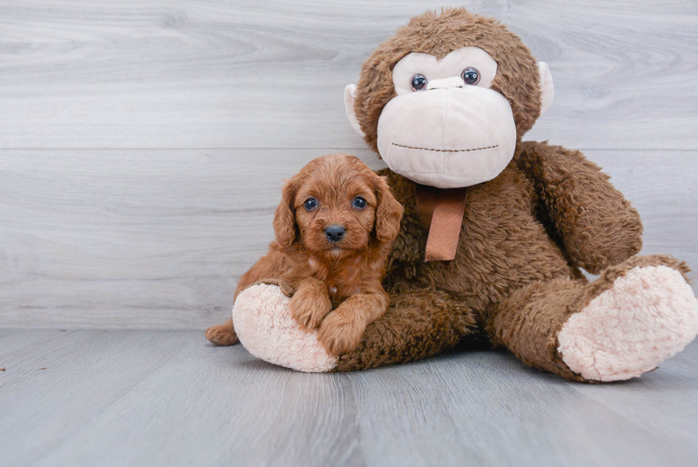 Cavapoo Puppy for Adoption