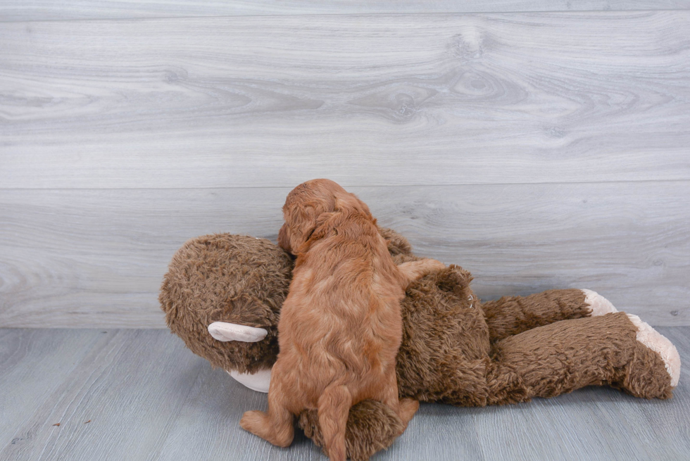 Cavapoo Puppy for Adoption