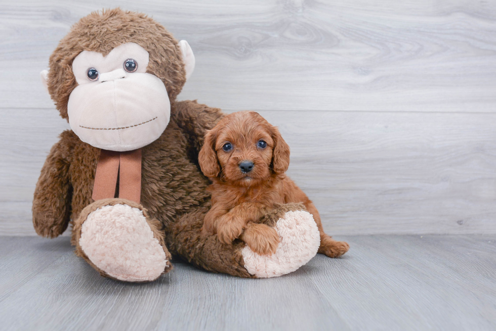 Sweet Cavapoo Baby