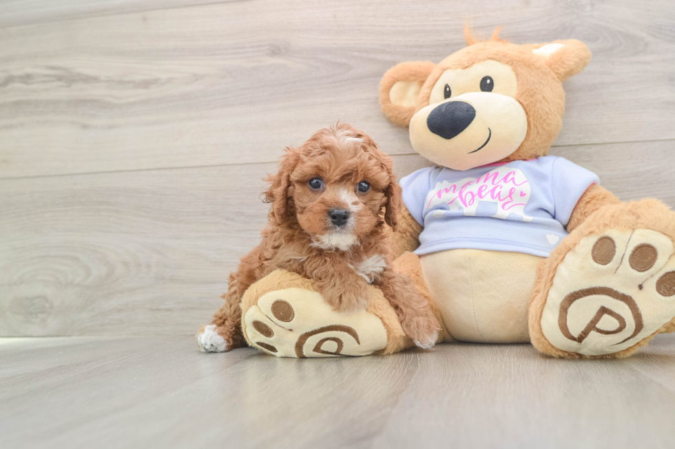 Playful Cavapoodle Poodle Mix Puppy