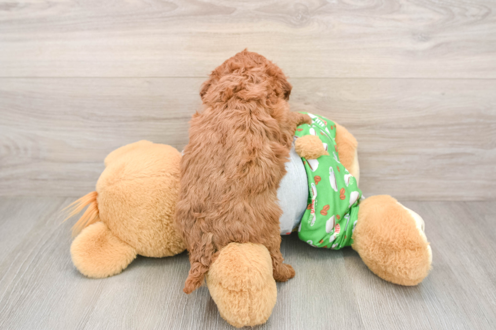 Hypoallergenic Cavadoodle Poodle Mix Puppy