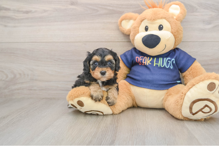Popular Cavapoo Poodle Mix Pup