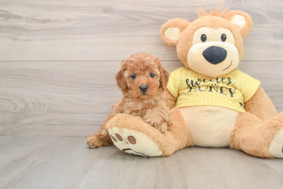 Popular Cavapoo Poodle Mix Pup