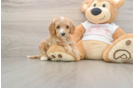 Friendly Cavapoo Baby
