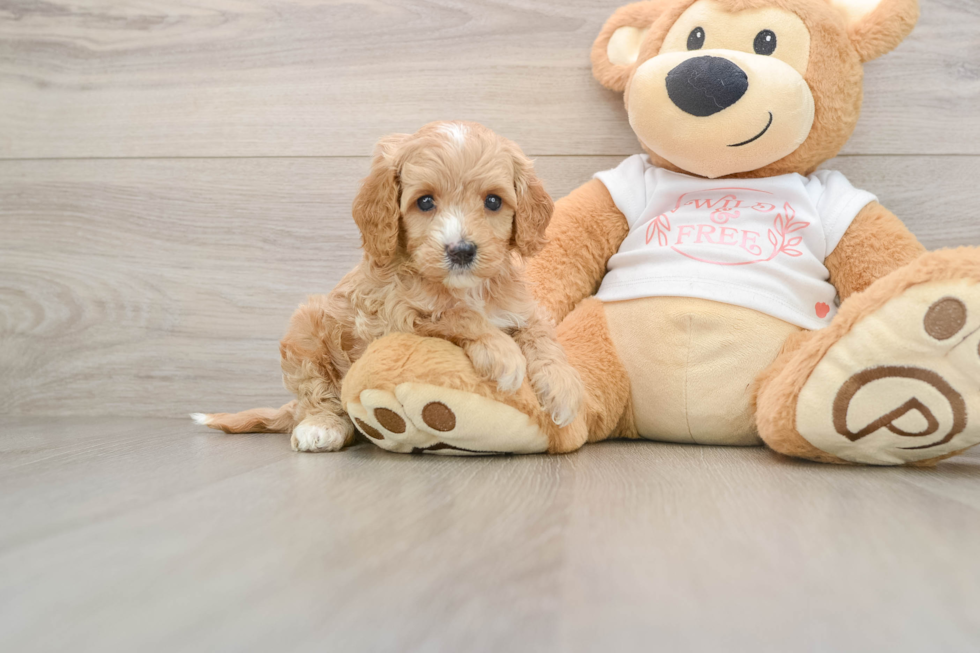 Friendly Cavapoo Baby