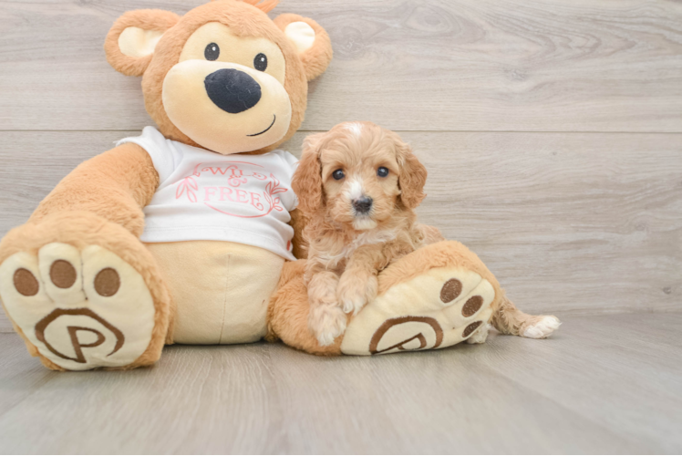 Cavapoo Pup Being Cute