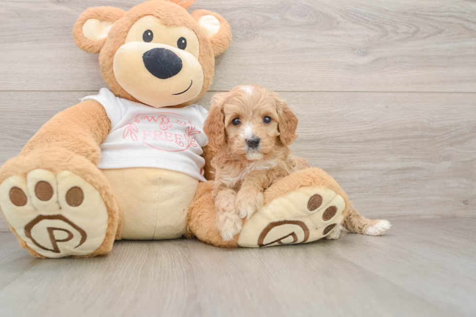 Cavapoo Pup Being Cute