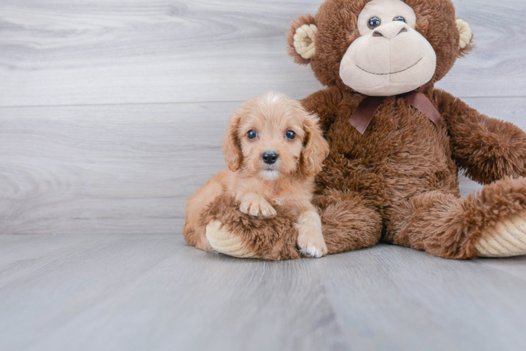 Best Cavapoo Baby