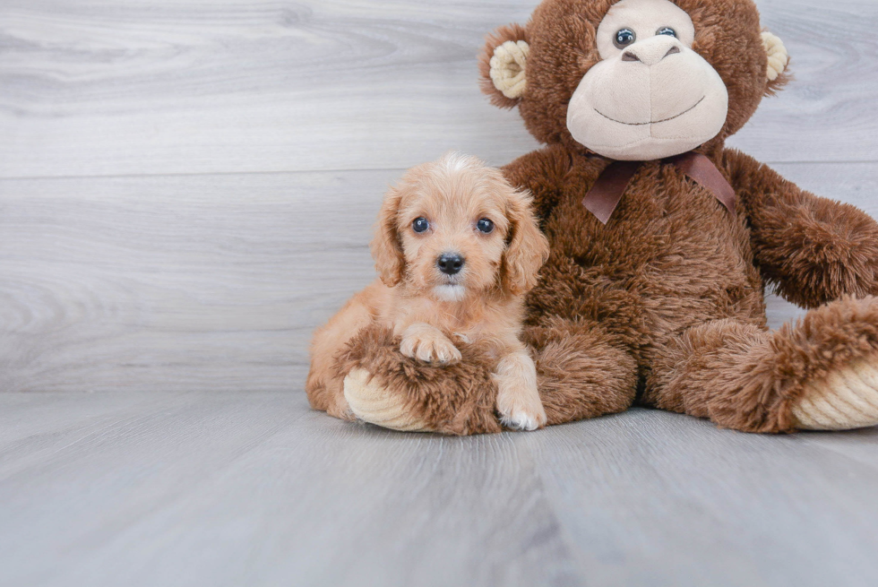 Best Cavapoo Baby