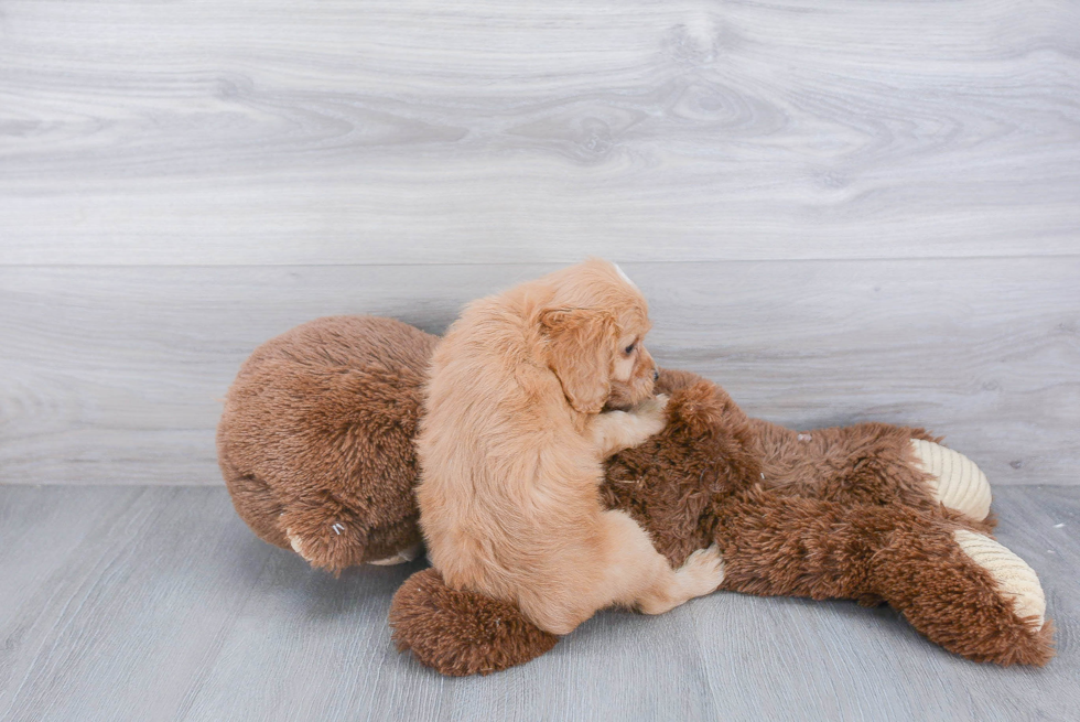 Popular Cavapoo Poodle Mix Pup