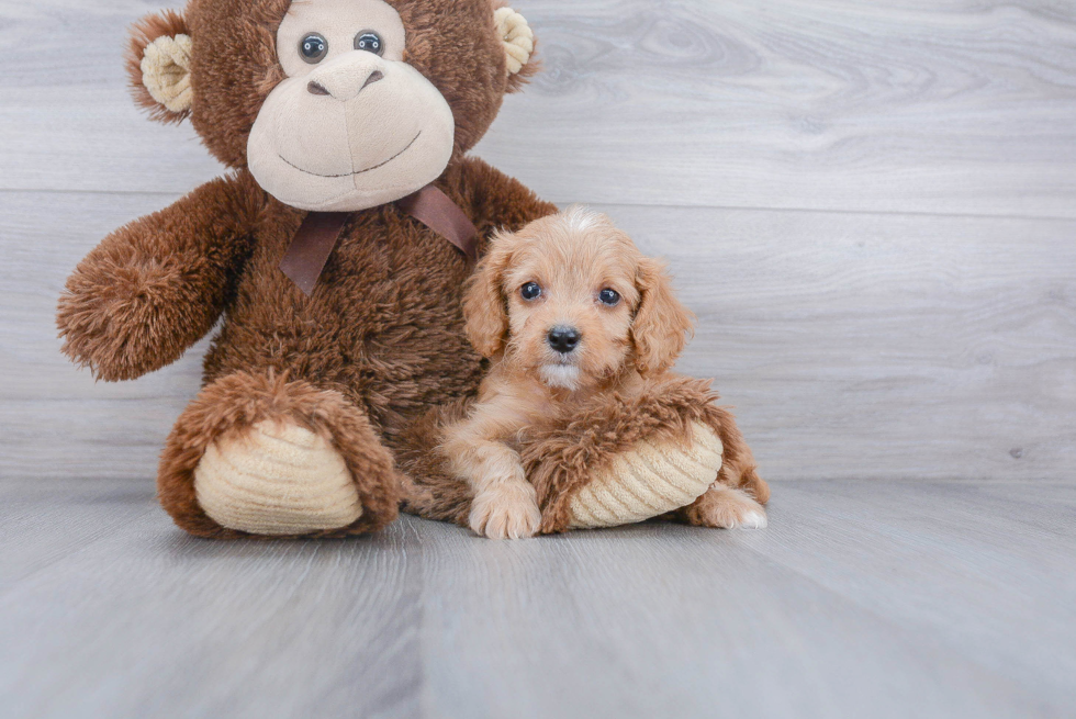 Cavapoo Pup Being Cute