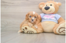 Cavapoo Pup Being Cute