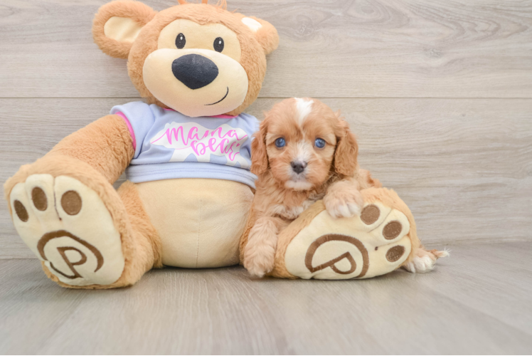 Popular Cavapoo Poodle Mix Pup
