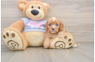 Popular Cavapoo Poodle Mix Pup