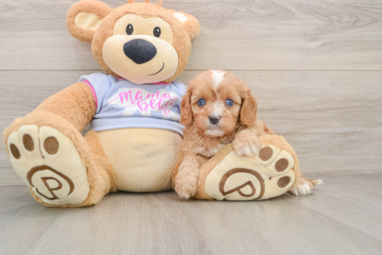 Popular Cavapoo Poodle Mix Pup