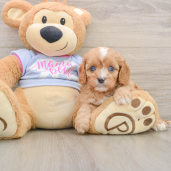 Popular Cavapoo Poodle Mix Pup