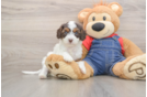 Hypoallergenic Cavadoodle Poodle Mix Puppy
