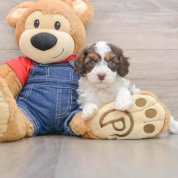 Playful Cavapoodle Poodle Mix Puppy