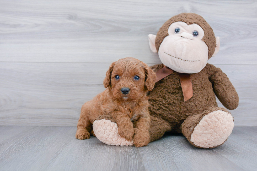 Best Cavapoo Baby