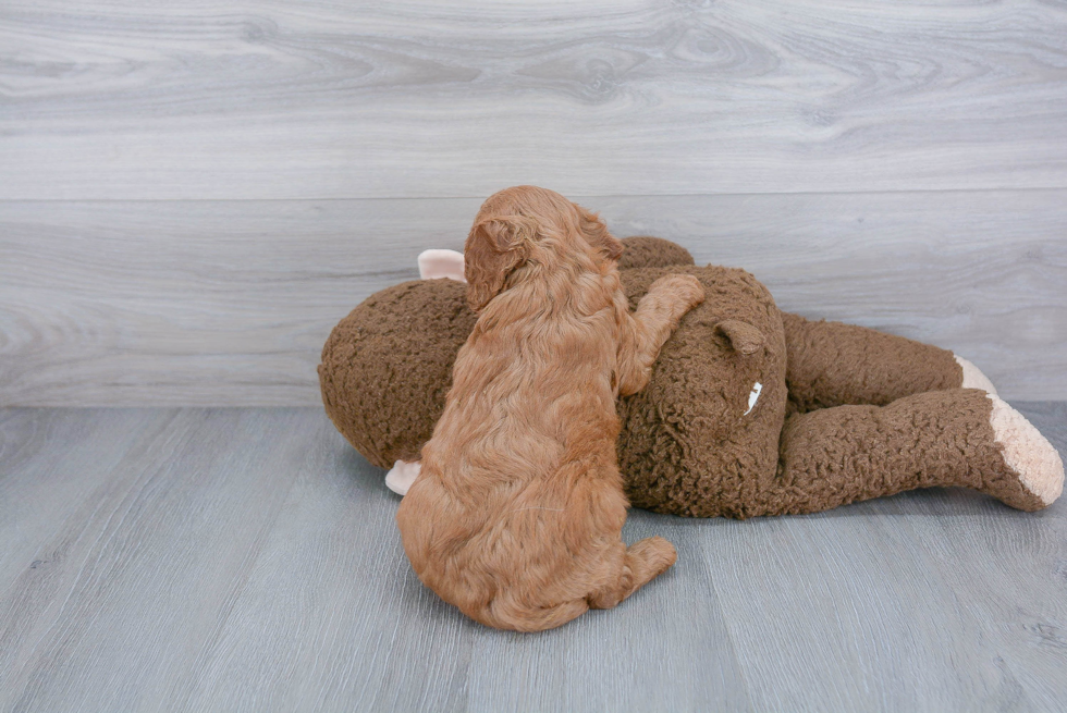 Cavapoo Puppy for Adoption