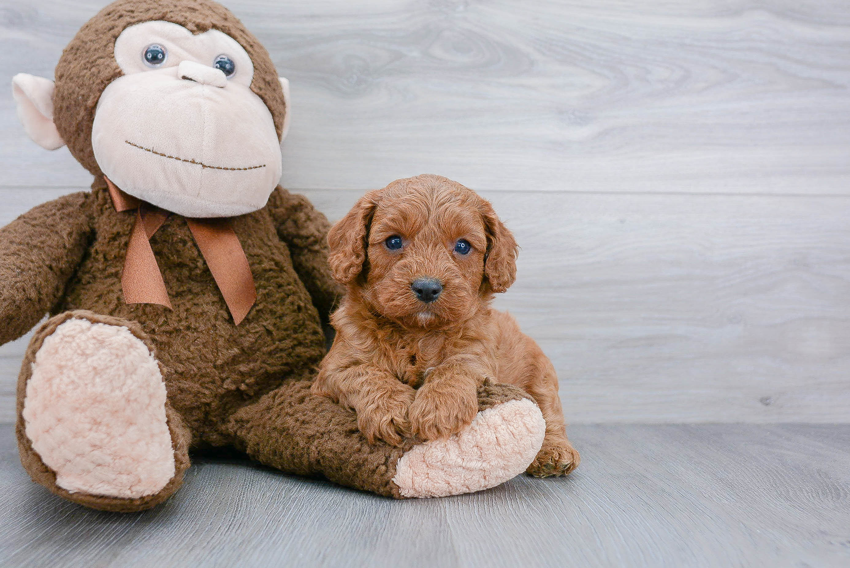 Best Cavapoo Baby