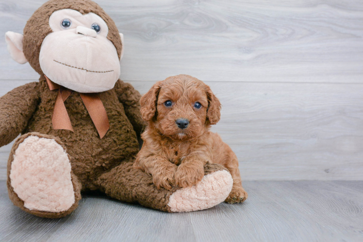 Best Cavapoo Baby