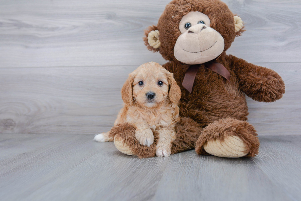 Best Cavapoo Baby