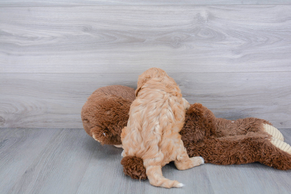 Cavapoo Pup Being Cute