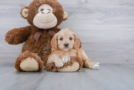 Petite Cavapoo Poodle Mix Pup