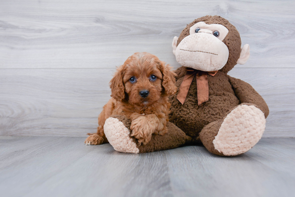 Cavapoo Pup Being Cute