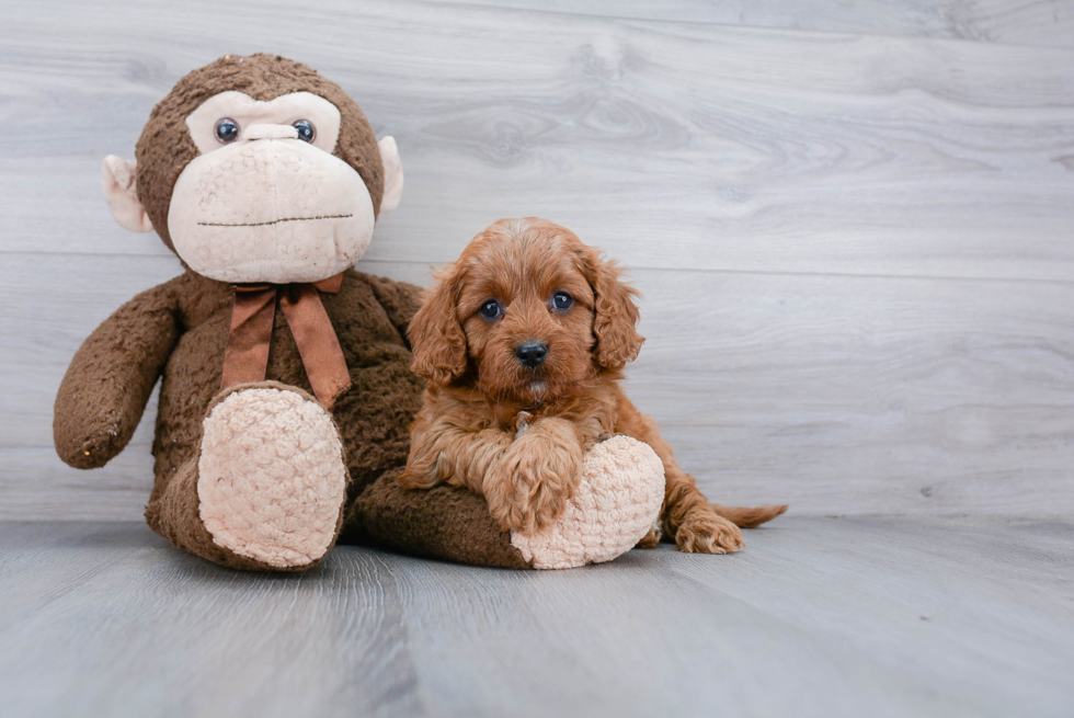 Best Cavapoo Baby