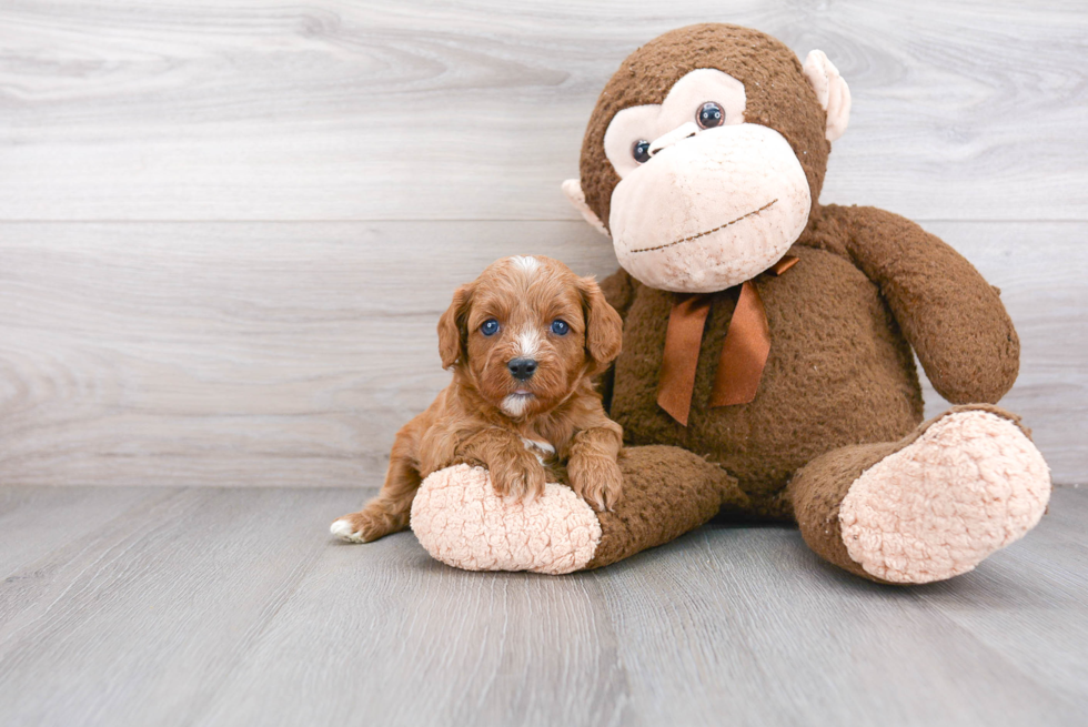 Best Cavapoo Baby