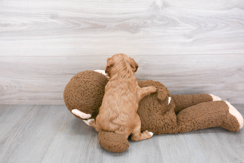 Cavapoo Pup Being Cute