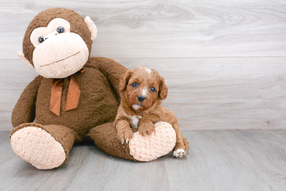 Cavapoo Pup Being Cute