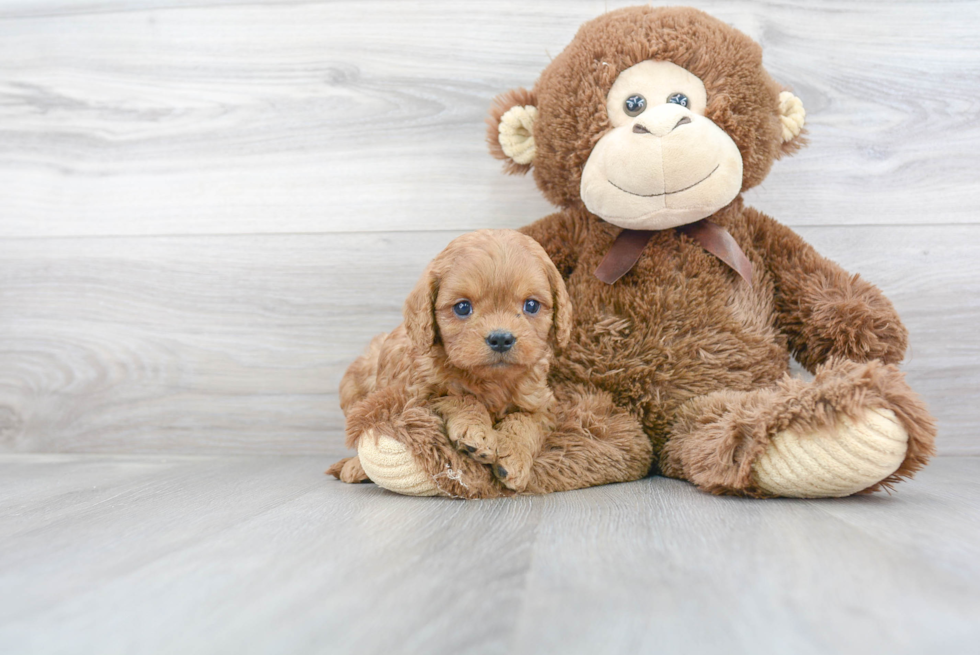 Cavapoo Puppy for Adoption