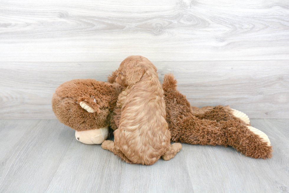 Friendly Cavapoo Baby