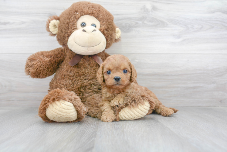 Sweet Cavapoo Baby