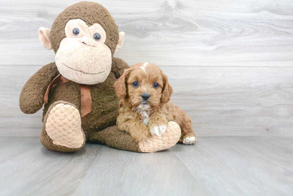 Adorable Cavoodle Poodle Mix Puppy