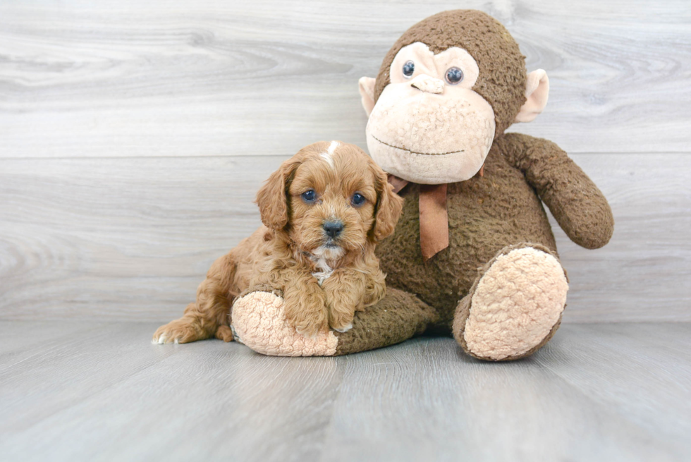 Cavapoo Pup Being Cute