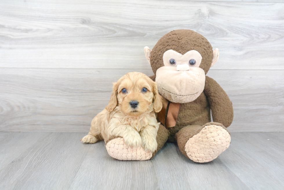 Cavapoo Puppy for Adoption