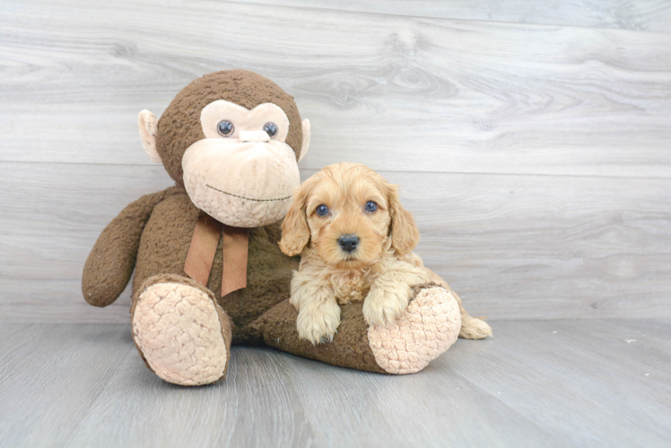 Petite Cavapoo Poodle Mix Pup