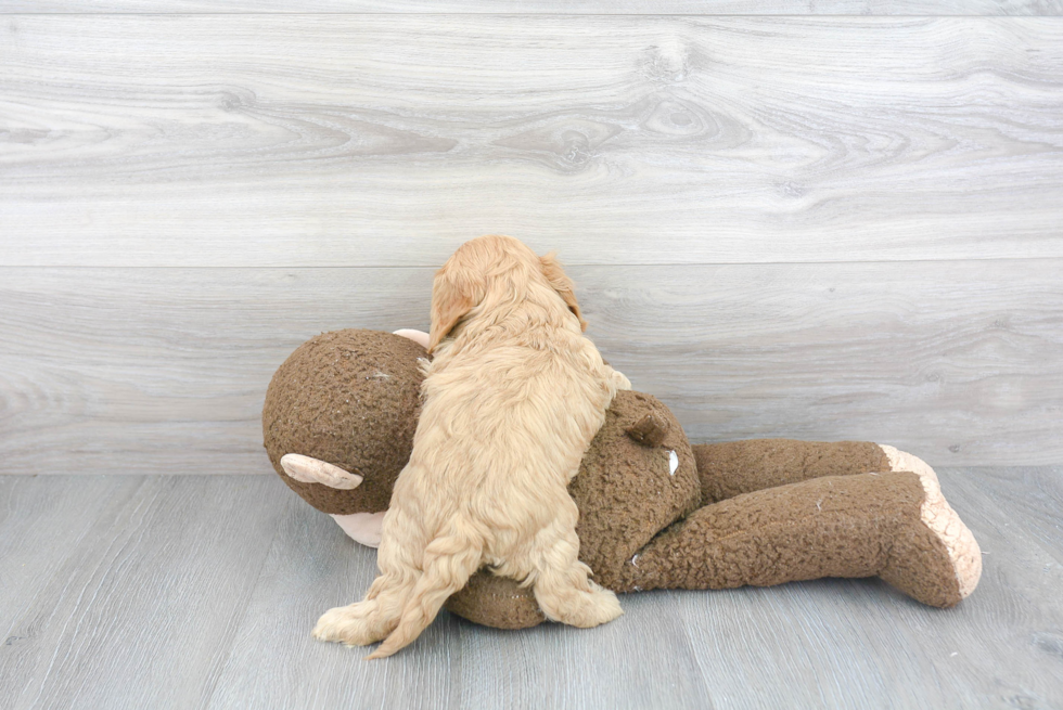 Cavapoo Pup Being Cute