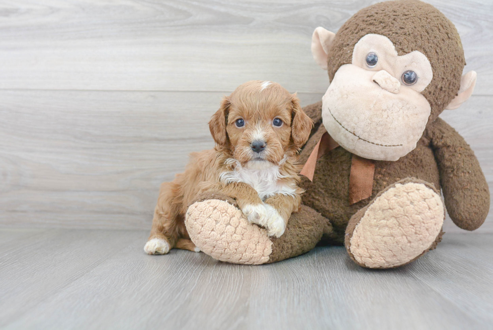 Popular Cavapoo Poodle Mix Pup