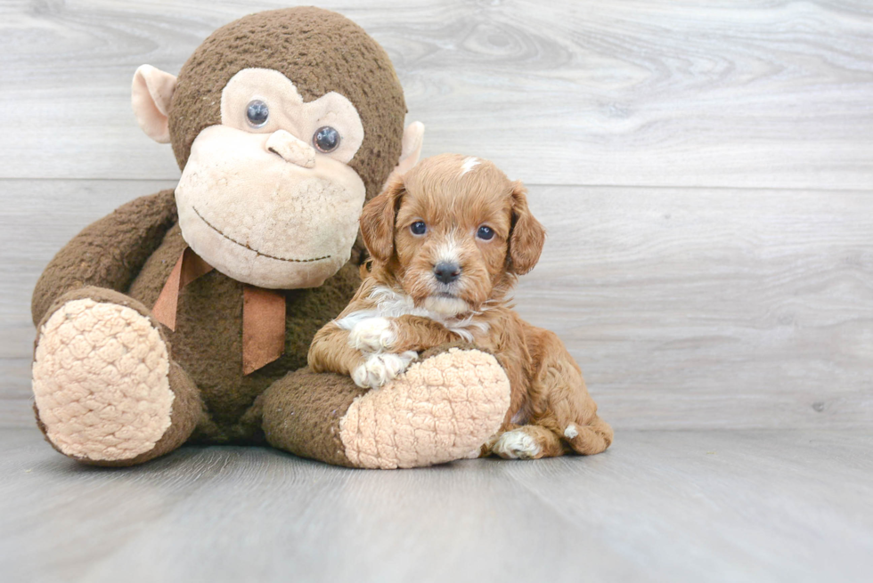 Energetic Cavoodle Poodle Mix Puppy